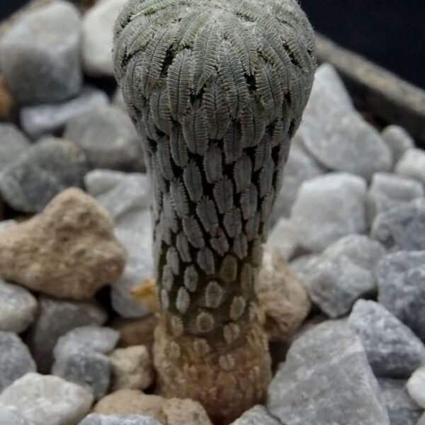 Pelecyphora