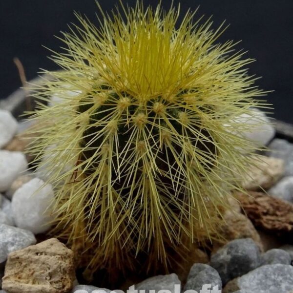 Uebelmannia