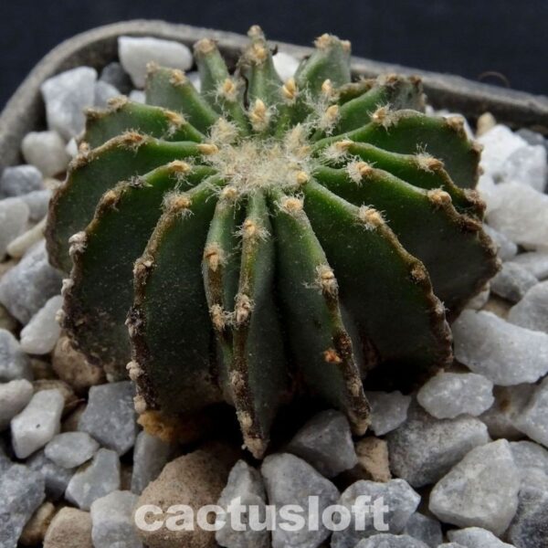Geohintonia
