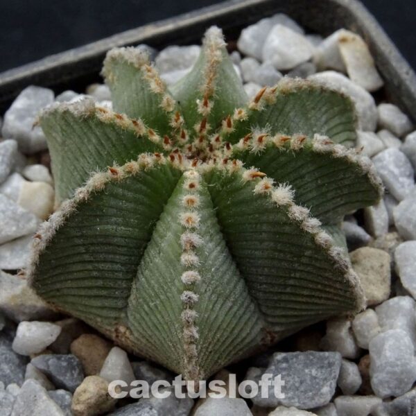 Aztekium hintonii
