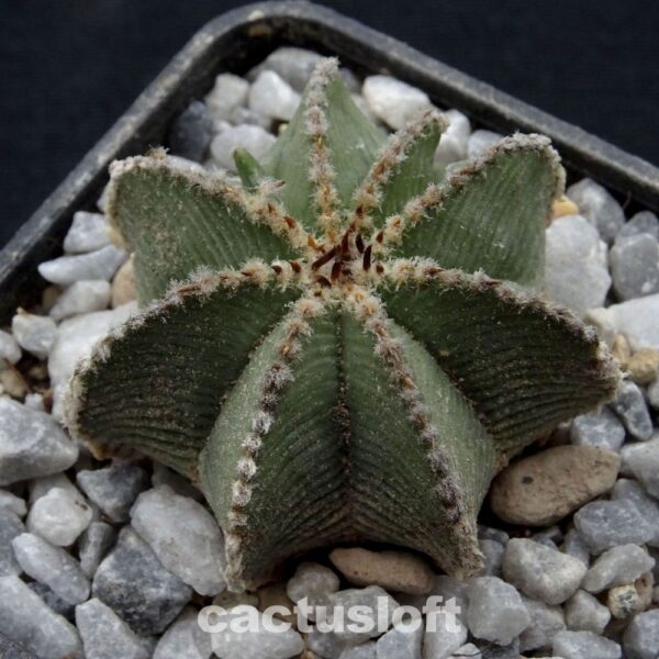 Aztekium  hintonii