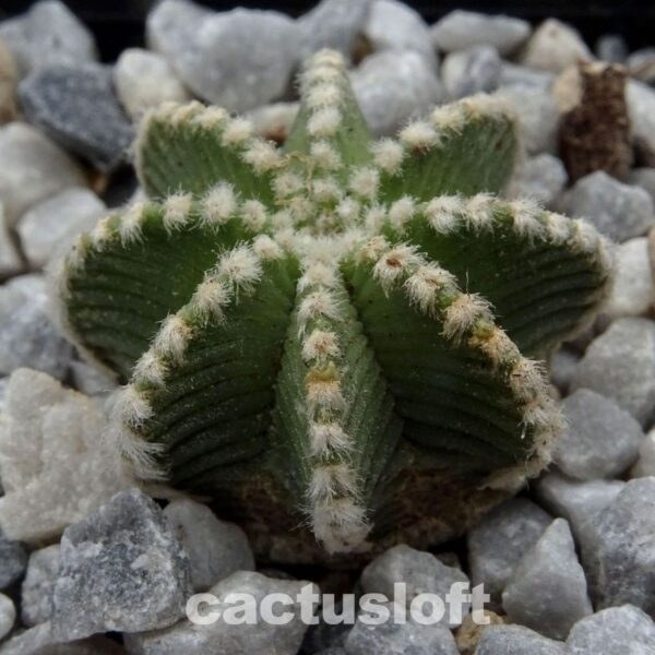 Aztekium  hintonii