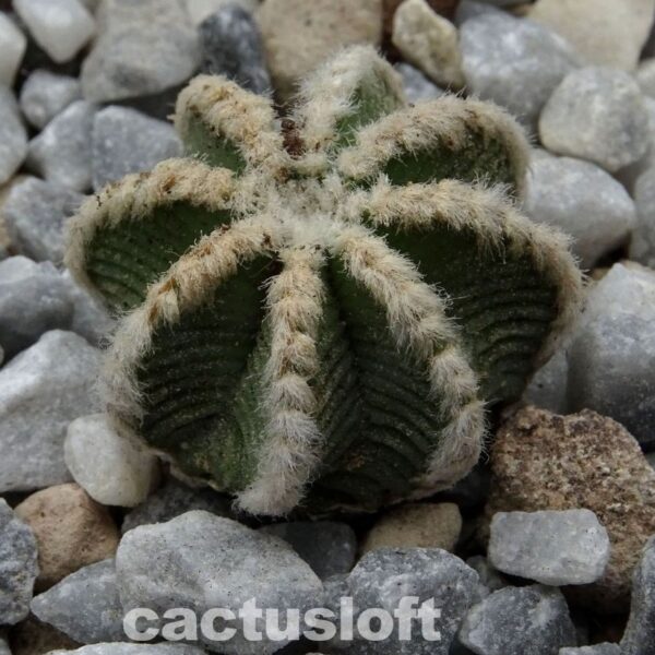 Aztekium  hintonii