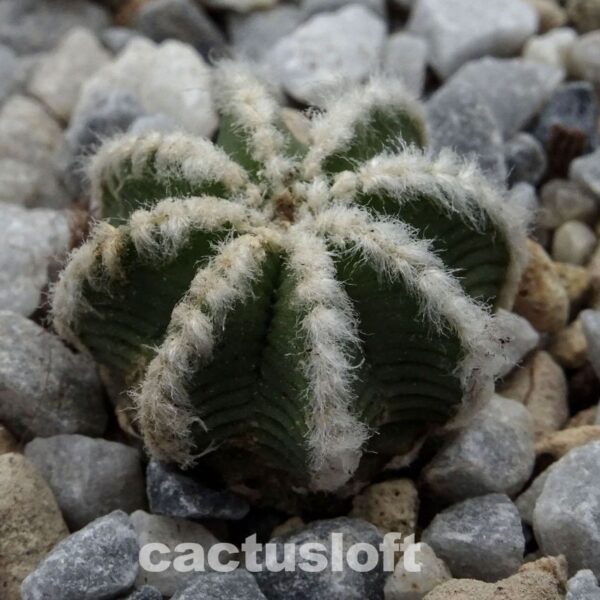 Aztekium  hintonii