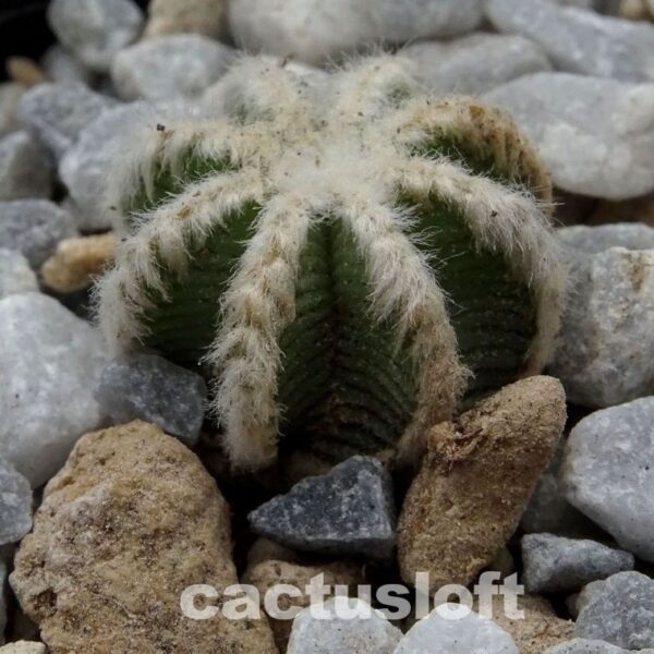 Aztekium  hintonii