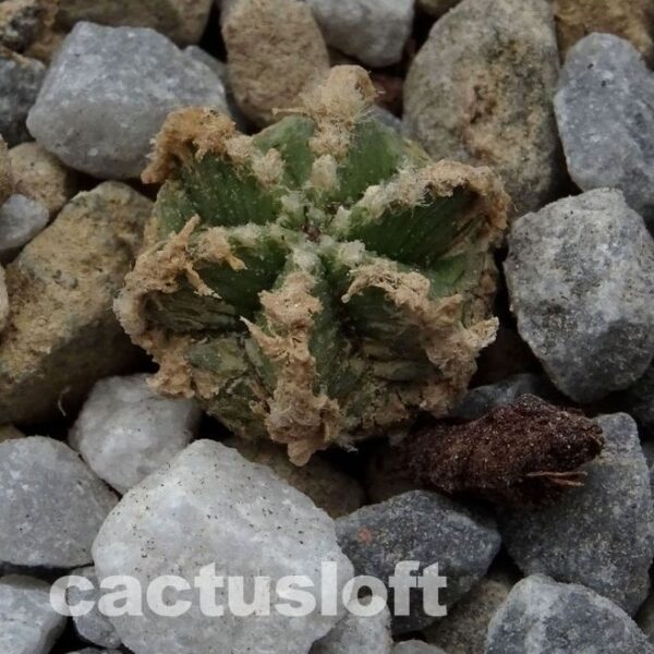 Aztekium  hintonii