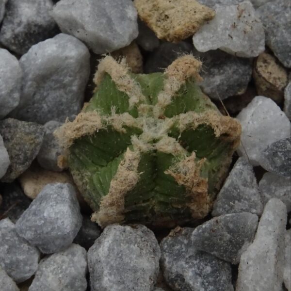 Aztekium  hintonii
