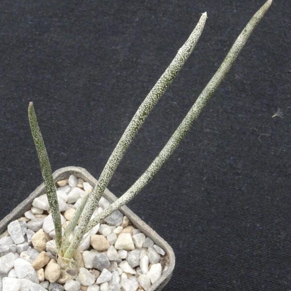 Digitostigma