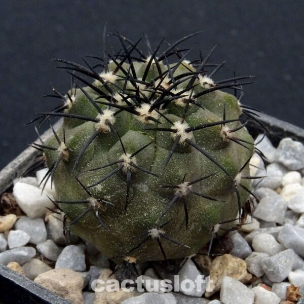 Copiapoa