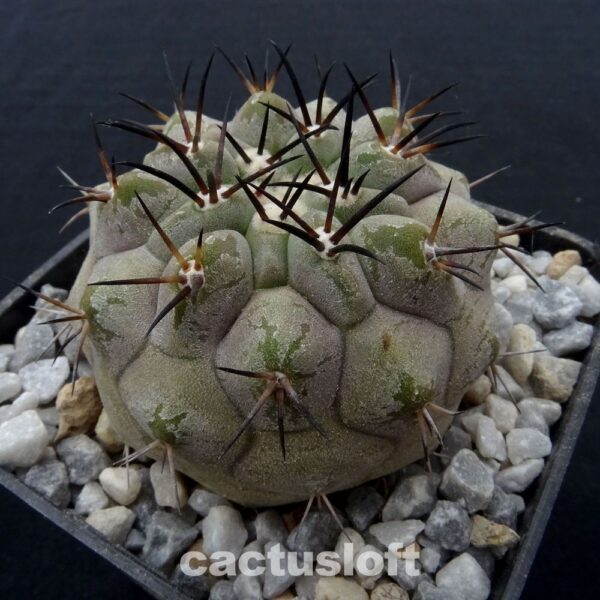Copiapoa cinerea
