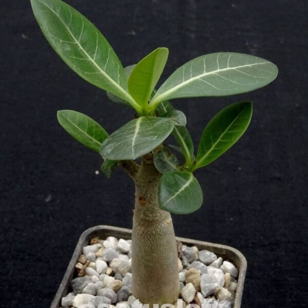 Adenium
