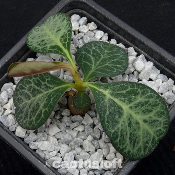 Monadenium