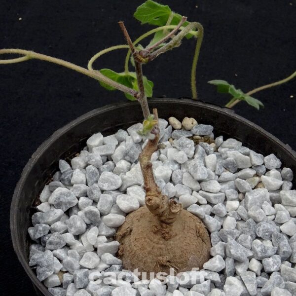 Ipomoea
