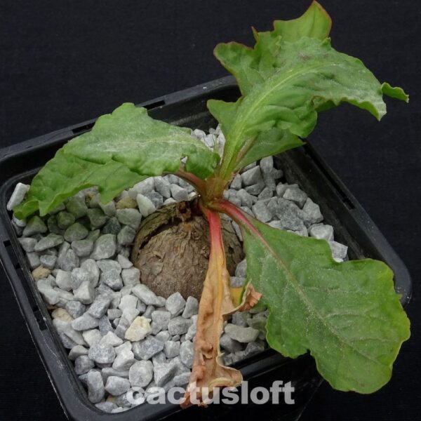 Oxygonum