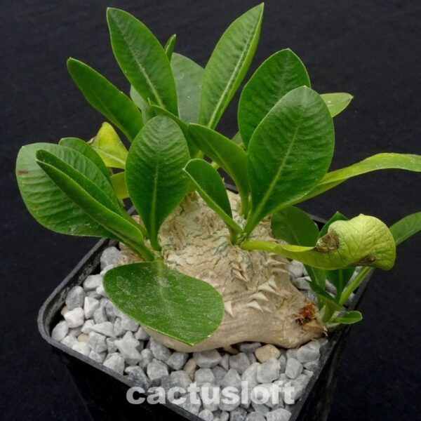 Pachypodium