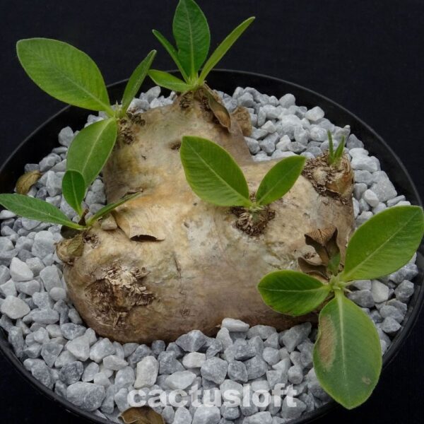 Pachypodium brevicaule