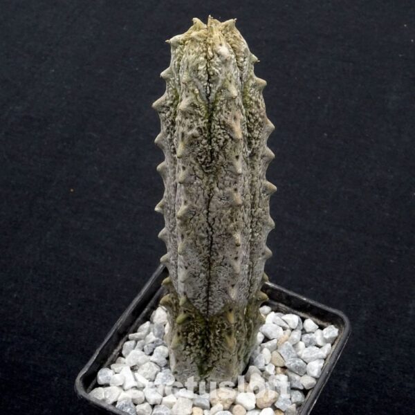 Euphorbia