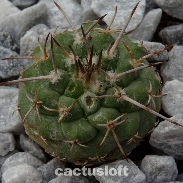 Strombocactus