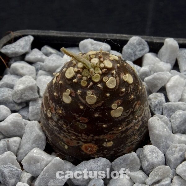 Dorstenia