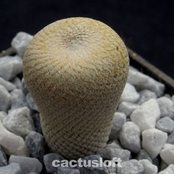 Epithelantha
