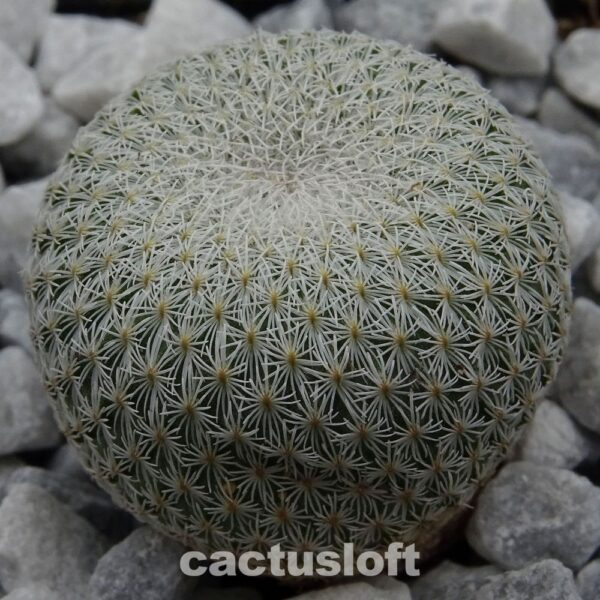Epithelantha bookei ssp. unguispina  VM418  Sierra Mitras, NL