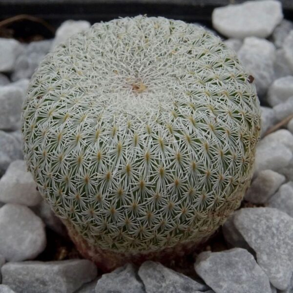 Epithelantha bookei ssp. unguispina  VM418  Sierra Mitras, NL