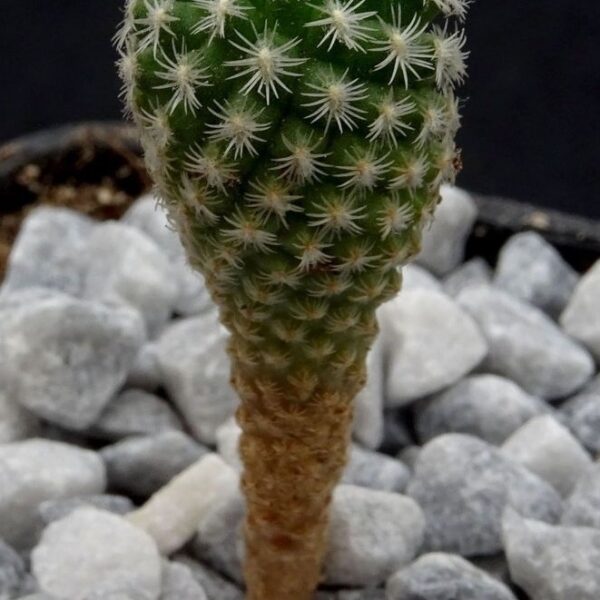 Gymnocactus