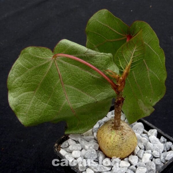Ficus