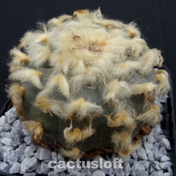 Lophophora williamsii JP310