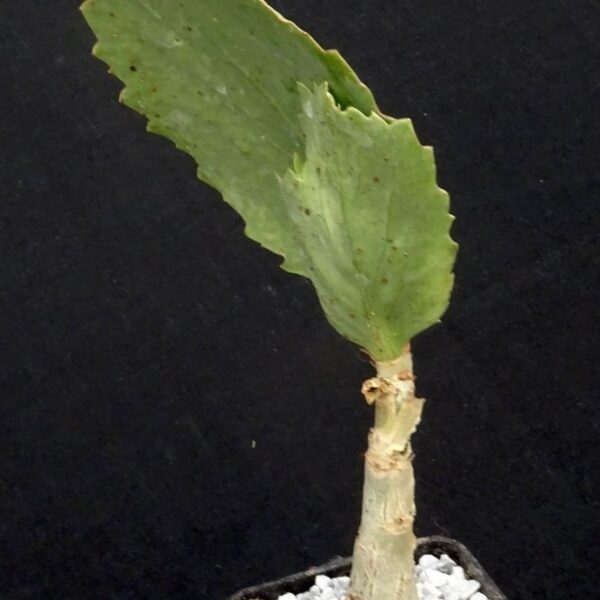 Cyphostemma