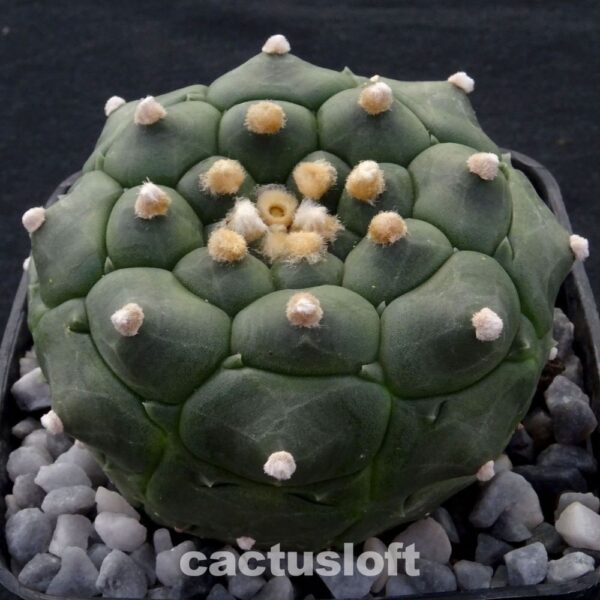 Astrophytum asterias v. nudum cv. Kikko