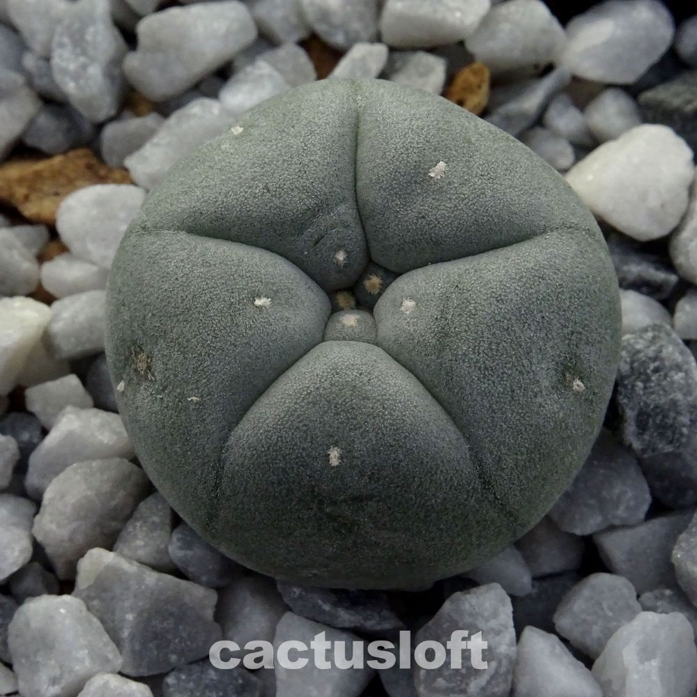 Lophophora williamsii
