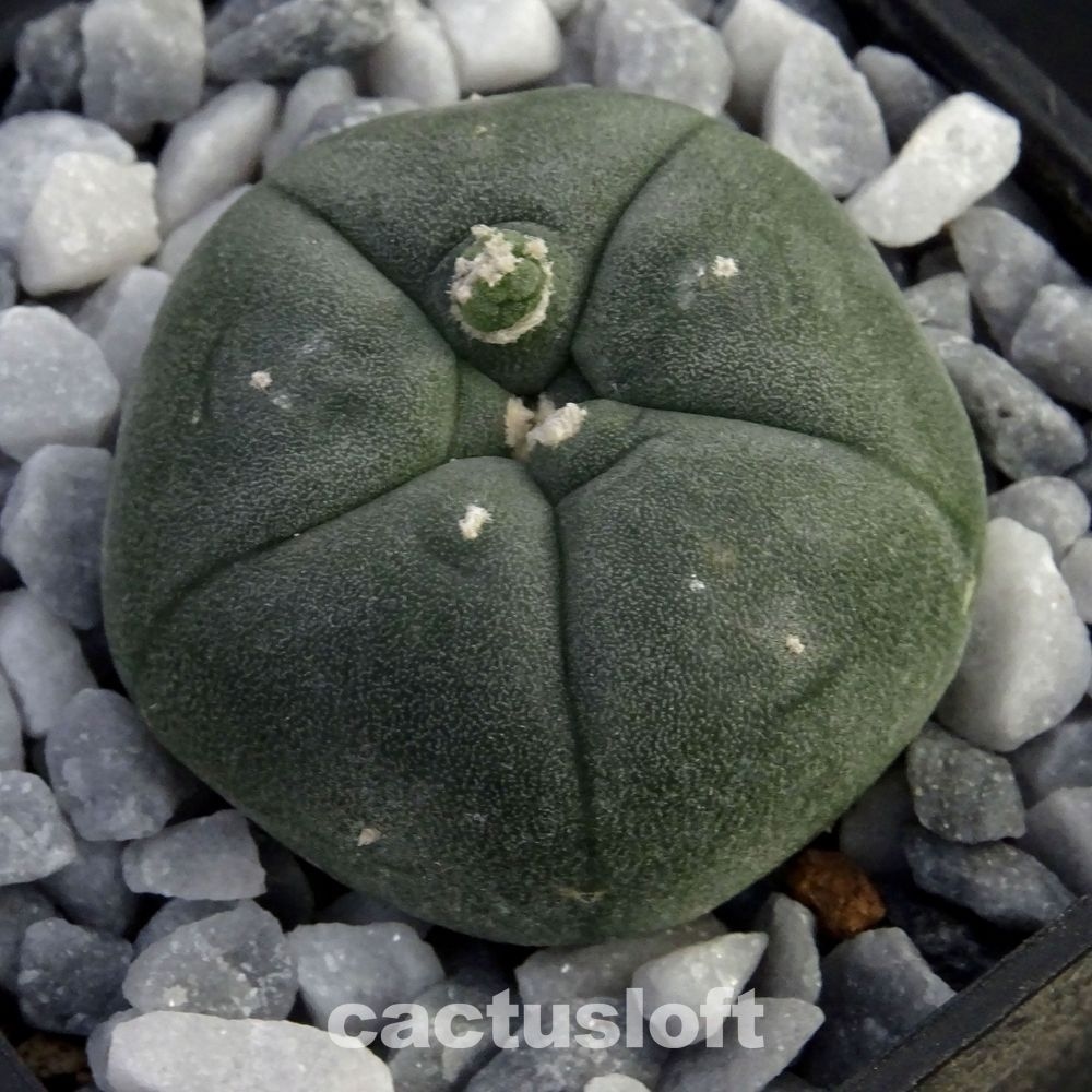 Lophophora williamsii