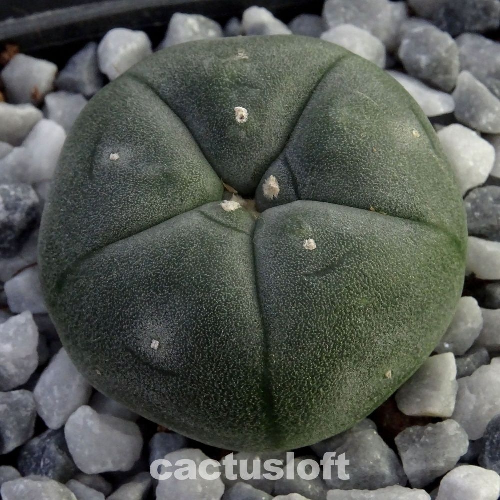 Lophophora williamsii