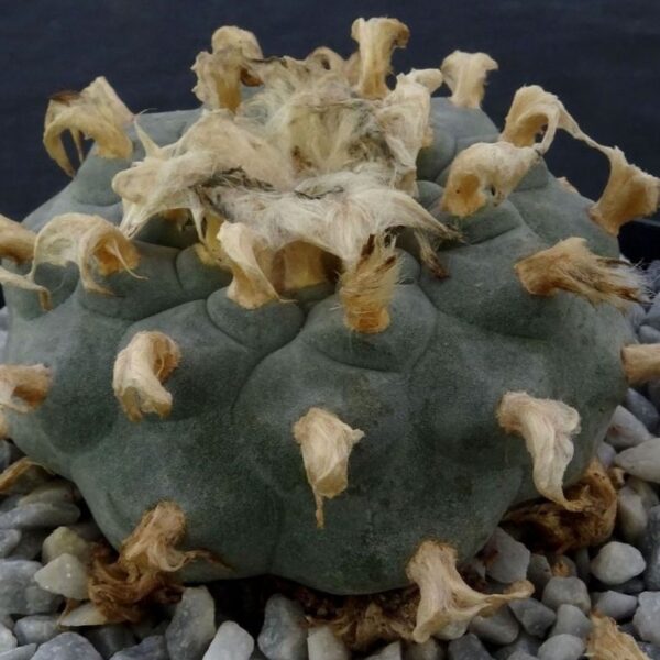 Lophophora williamsii