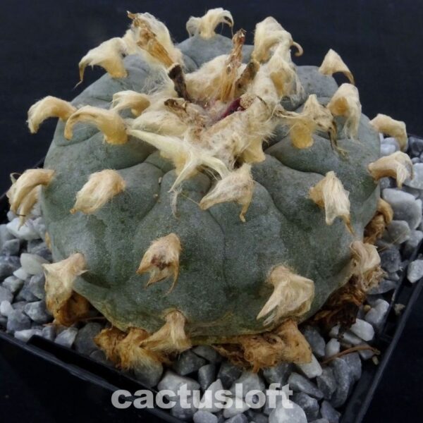 Lophophora williamsii  La Perdida