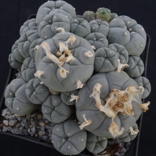Lophophora williamsii v. caespitosa