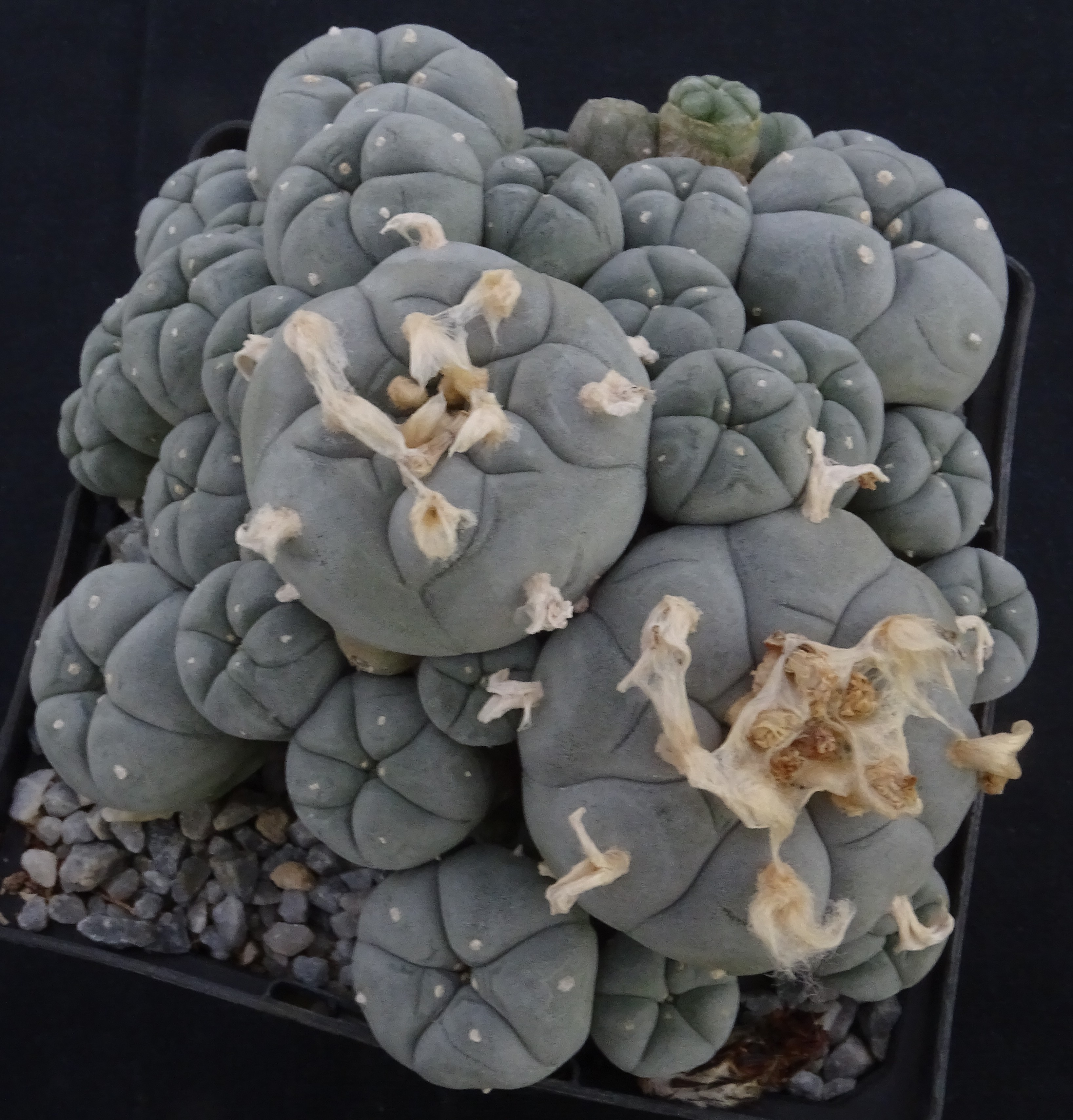 Lophophora williamsii v. caespitosa