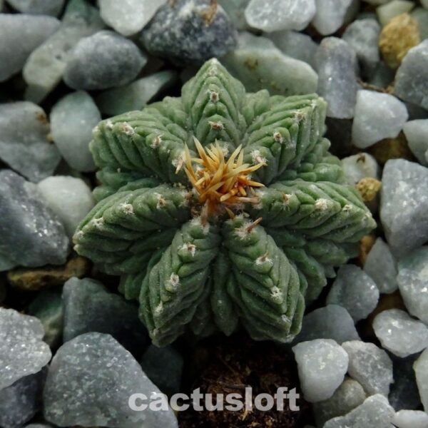 Aztekium ritteri