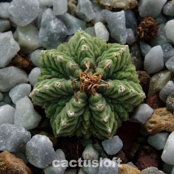 Aztekium ritteri intercostatum GCG10888 Puente Ciprian