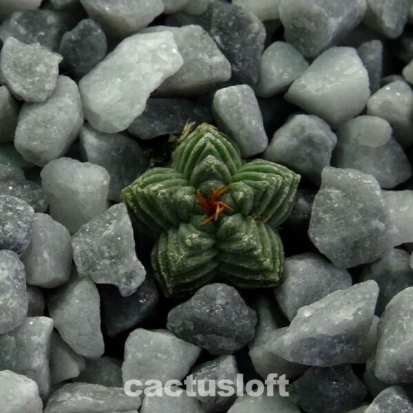 Aztekium valdezii