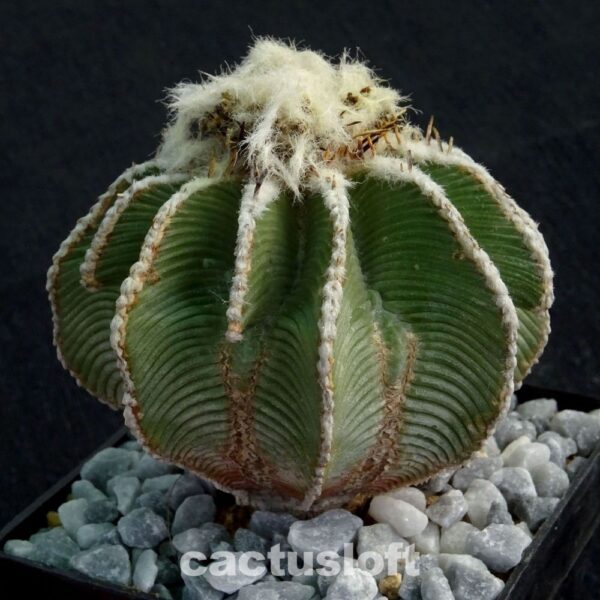 Aztekium hintonii Galeana