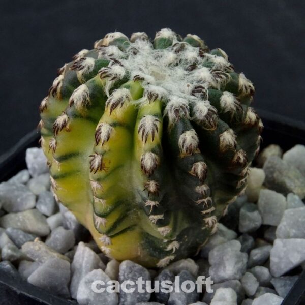 Discocactus