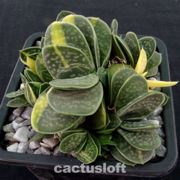 Gasteria