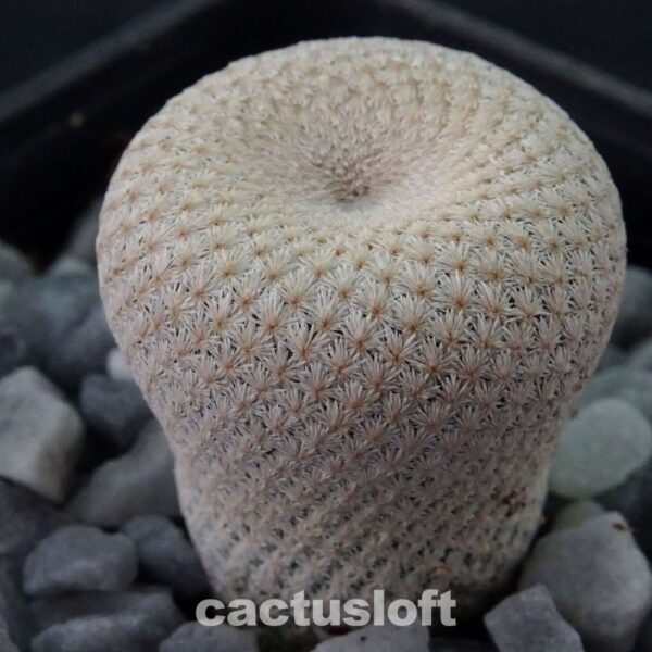 Ephithelantha