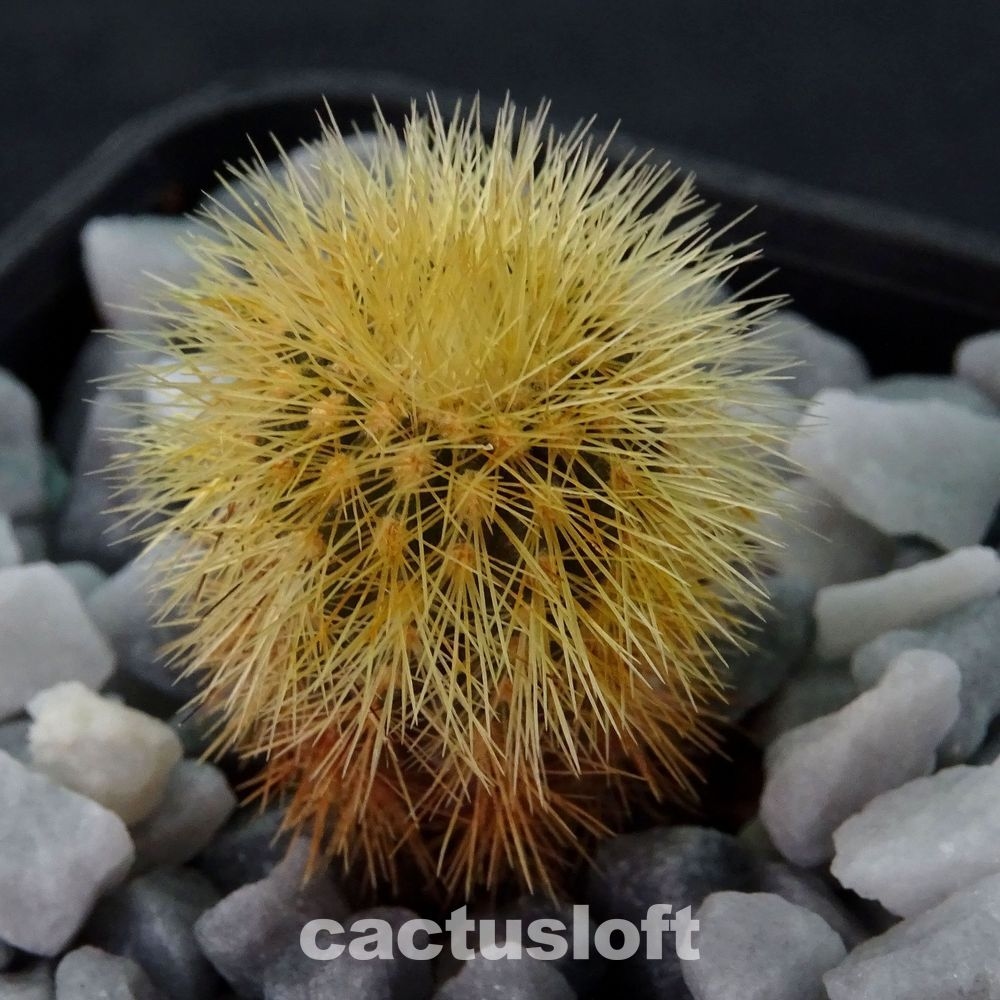 Uebelmannia eriocactoides