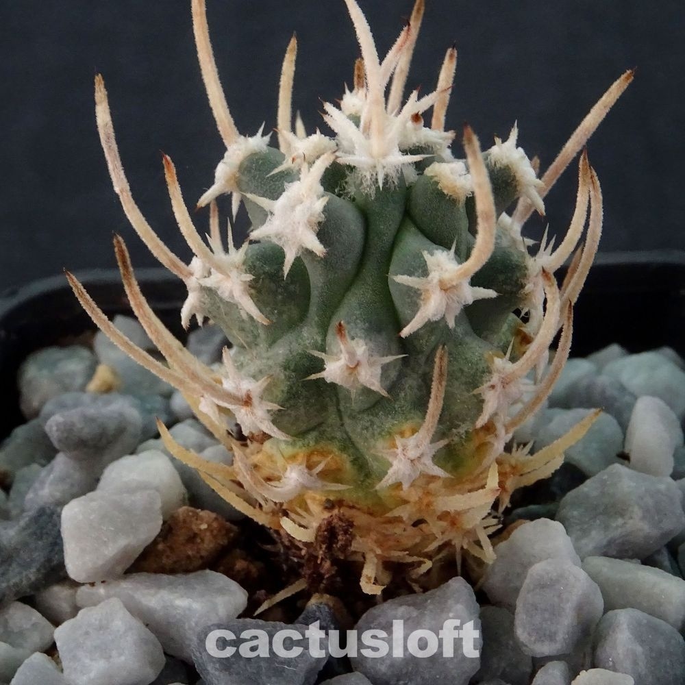 Sclerocactus blainei  SB1015