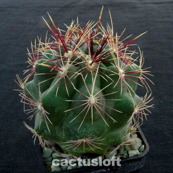 Thelocactus