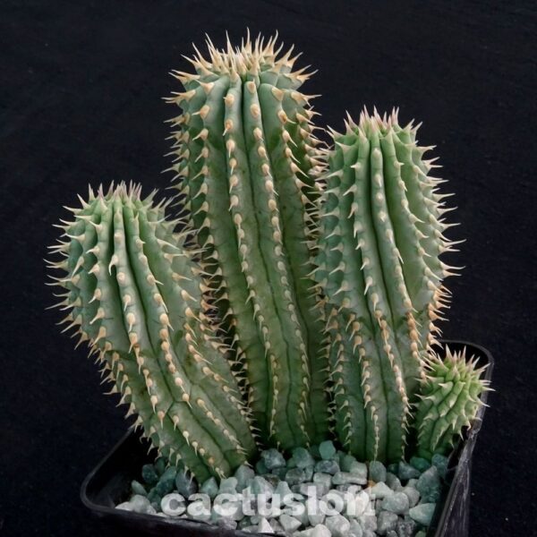 Hoodia