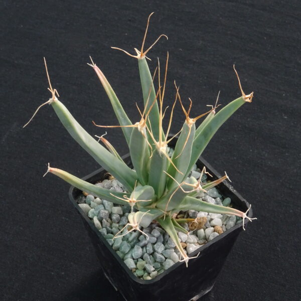 Leuchtenbergia